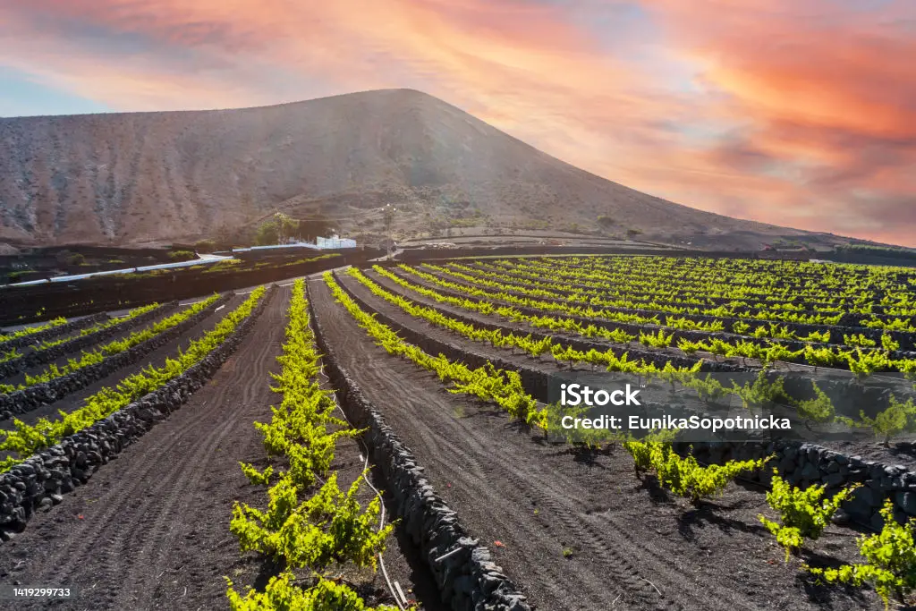 Weinlese auf Lanzarote – Vendimia in La Geria